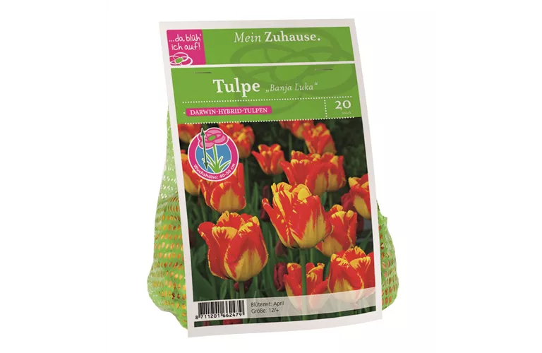 Blumenzwiebel Tulpe 'Banja Luka'
