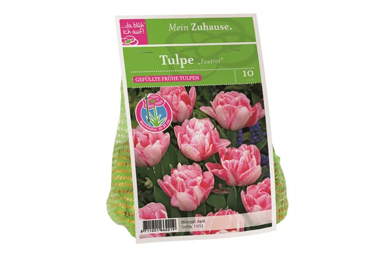 Blumenzwiebel Tulpe 'Foxtrot'