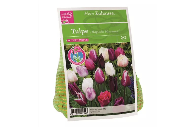 Blumenzwiebel Tulpe Magische Mischung