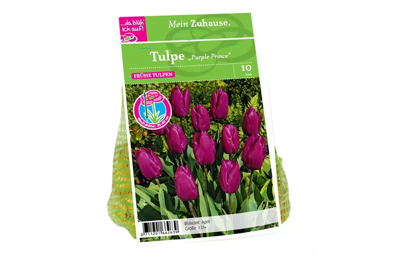 Blumenzwiebel Tulpe 'Purple Prince'
