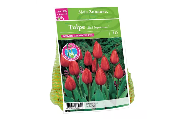 Blumenzwiebel Tulpe 'Red Impression'