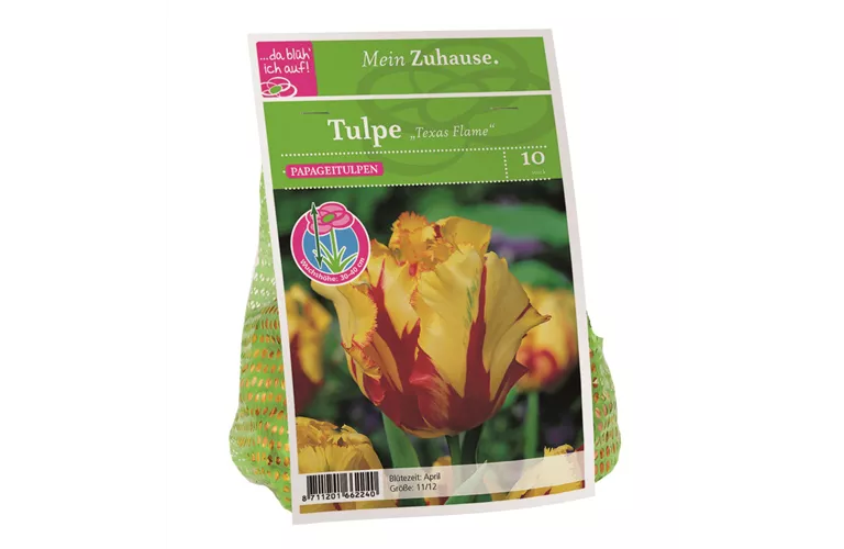 Blumenzwiebel Tulpe 'Texas Flame'