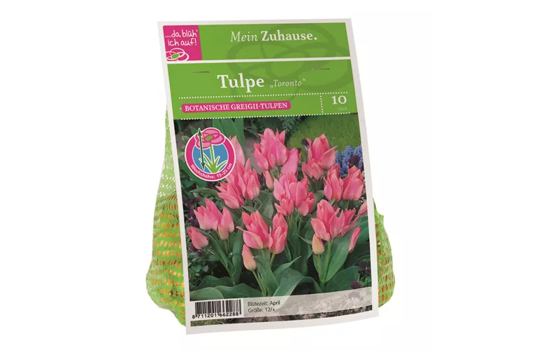 Blumenzwiebel Tulpe 'Toronto'