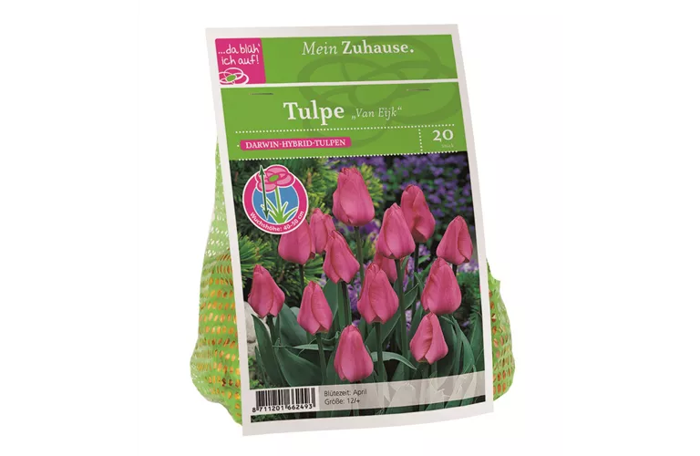 Blumenzwiebel Tulpe 'Van Eijk'