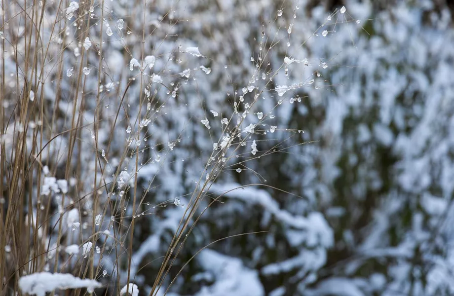 Gräser – vielseitig und schön