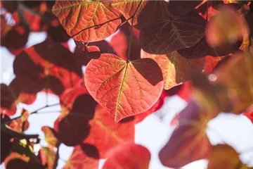 Überschüssiges Laub sinnvoll einsetzen