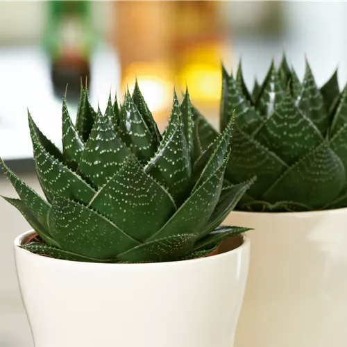 Pflanze August 2025: Aloe