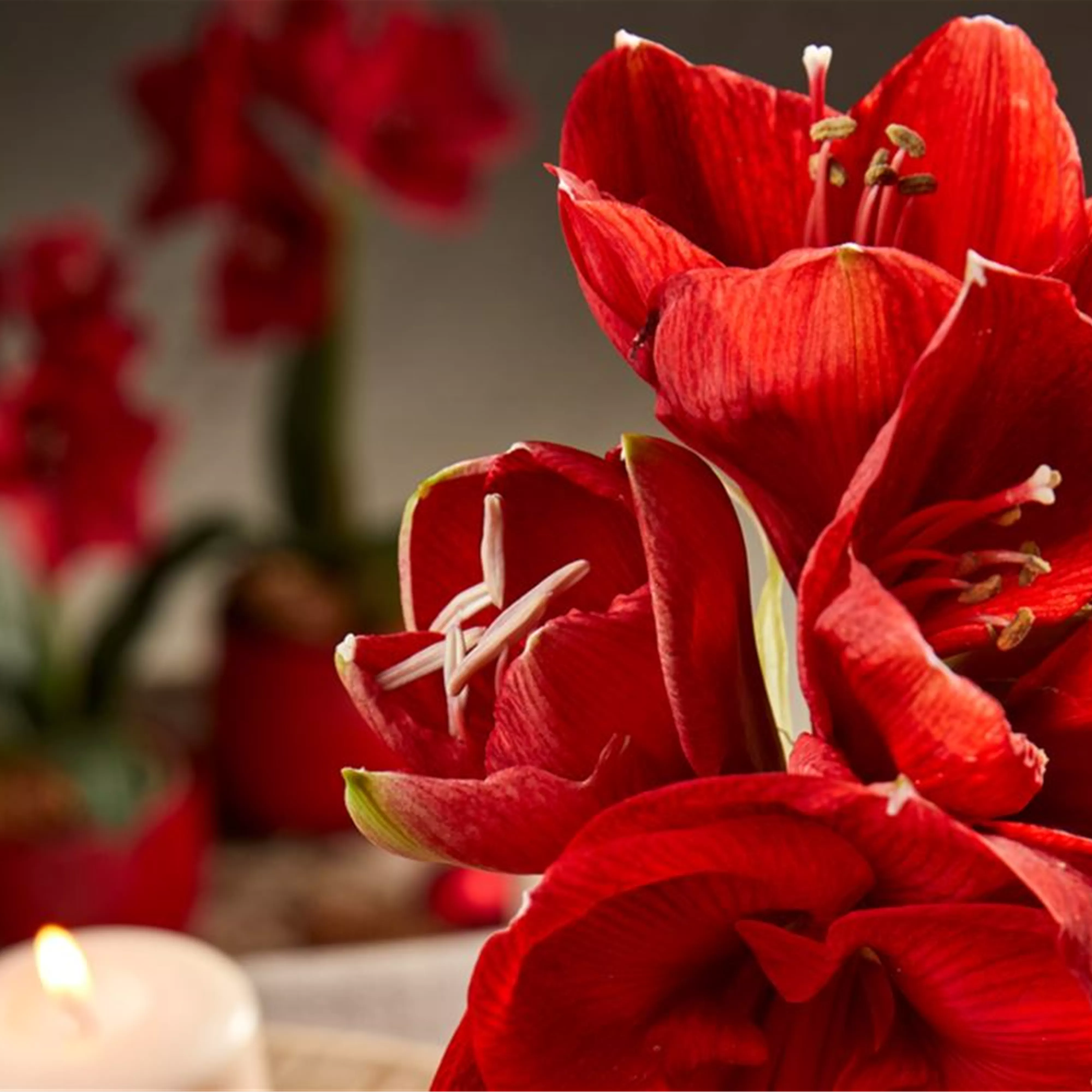 Pflanze Dezember 2025: Amaryllis