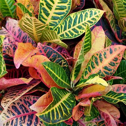 Pflanze des Monats Oktober 2026: Kroton