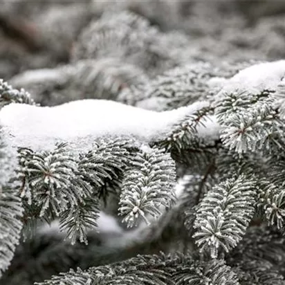 Schnee im Garten: Was tun?
